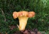 liška ametystová (Houby), Cantharellus amethysteus (Fungi)